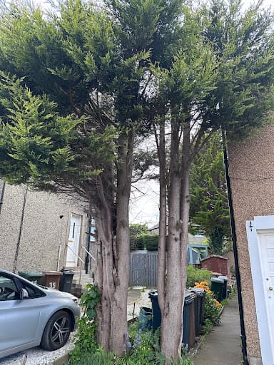 Alba Tree Surgeons — Customer photo
