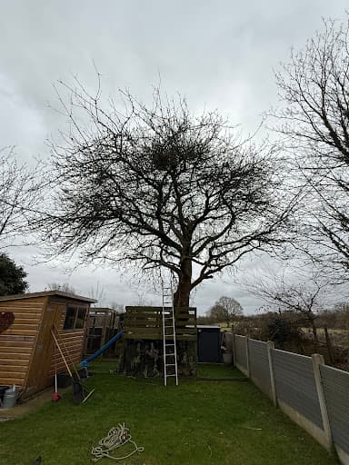 JLH Tree & Hedge Services — Customer photo