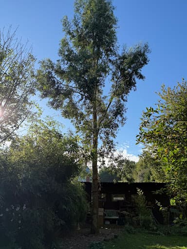 JLH Tree & Hedge Services — Customer photo