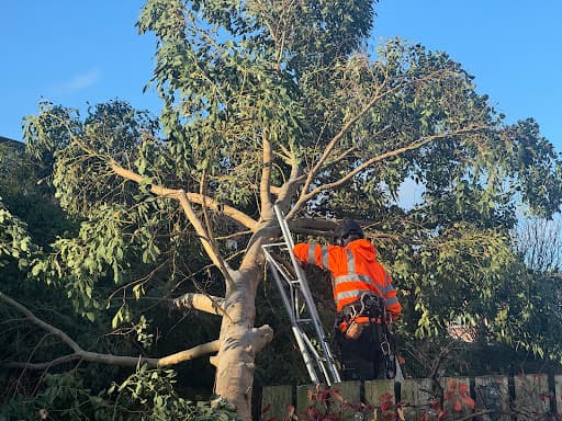 Alba Tree Surgeons — Customer photo