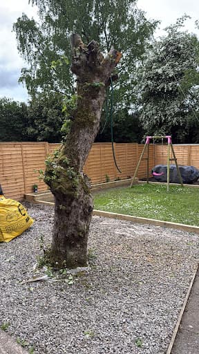 Love Trees and Trimming — Customer photo