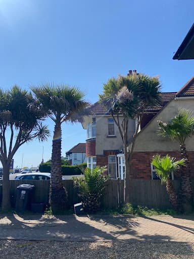 Brighton Tree Specialists — Customer photo