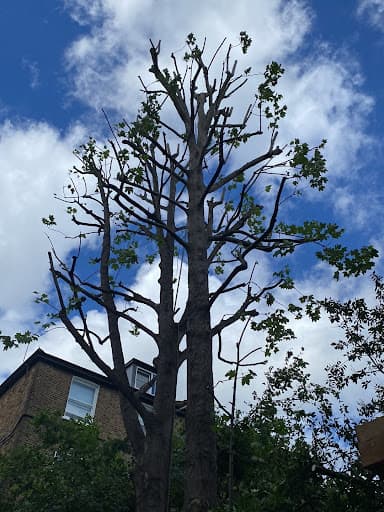 Treehab - Arboricultural Contractors Ltd — Customer photo