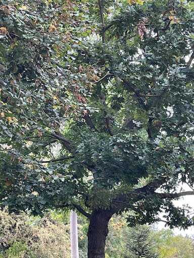 Hunton Tree Surgeons — Customer photo