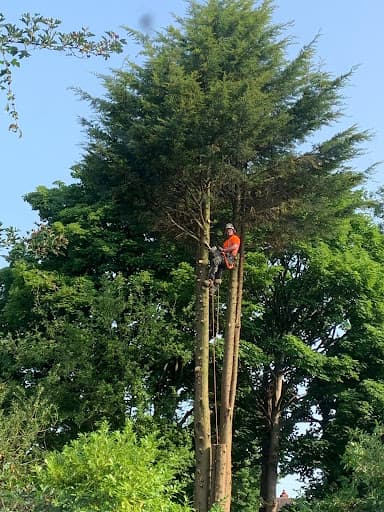 Darcy Ltd - Tree Surgery & Arboriculture — Customer photo