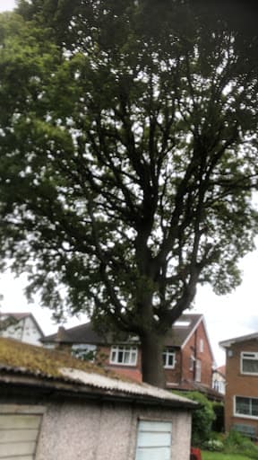 Leeds Tree Services — Customer photo