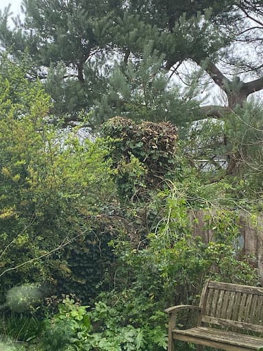 Acacia Tree Surgery Ltd — Customer photo