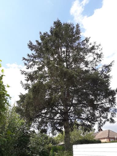 Coventry Tree Surgeons — Customer photo