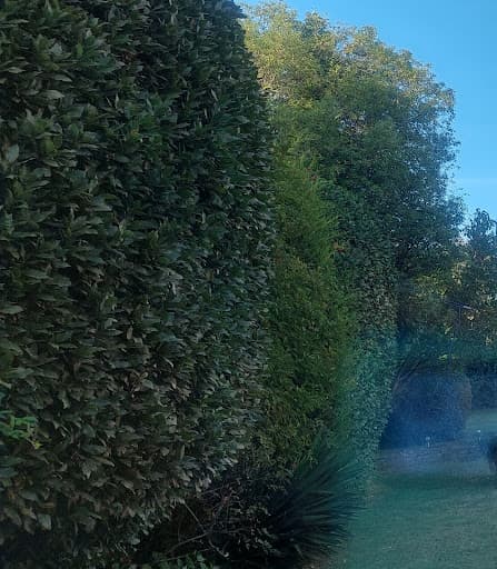 Cardiff Tree Surgery — Customer photo