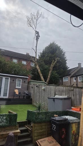 Three Leaf Trees — Customer photo
