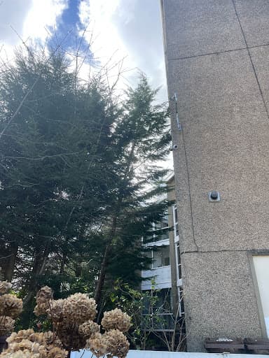 Stara Tree Contractors — Customer photo