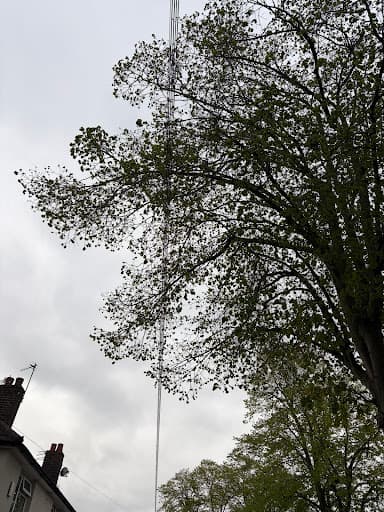 The Tree Felling Group — Customer photo