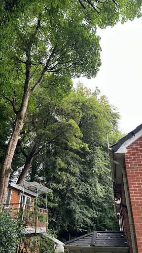 Forever-tree’s Manchester tree surgeon and landscaping — Customer photo