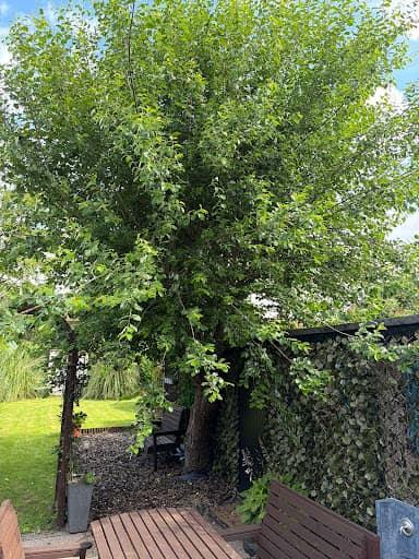 The Tree Felling Group — Customer photo