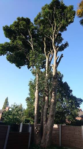 Alderwood Tree Care Ltd — Customer photo