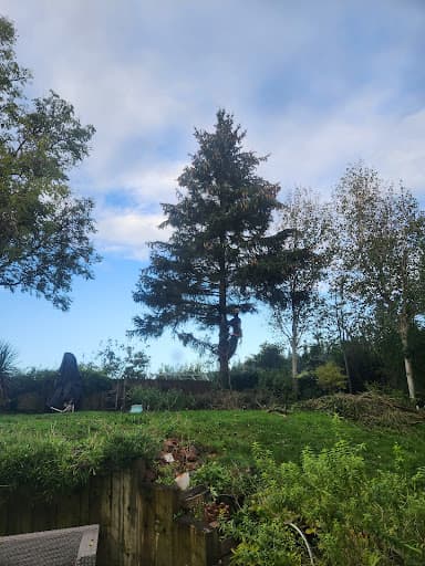 Bristol Tree Care — Customer photo