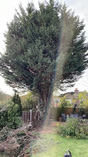 Alderwood Tree Care Ltd — Customer photo