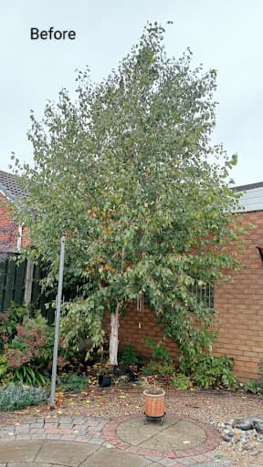 DB Tree Care — Customer photo