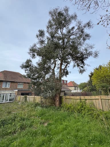 First Choice Tree Surgeons — Customer photo
