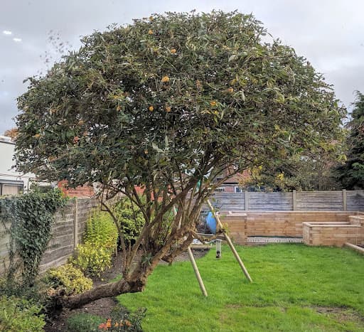 Ash Tree Surgeons — Customer photo