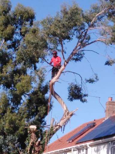 Talking Elm Tree Services — Customer photo