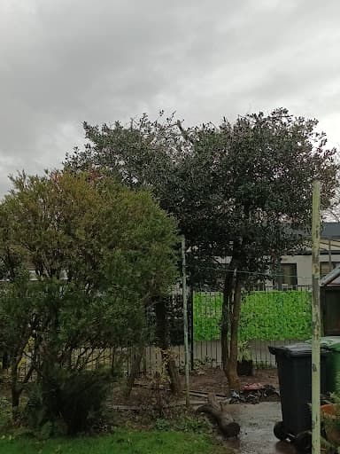 Cardiff Tree Surgery — Customer photo