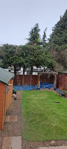 Three Leaf Trees — Customer photo