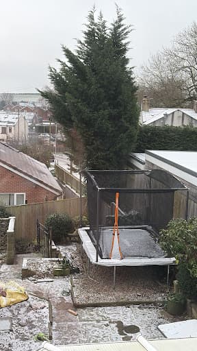 Lime Tree Surgeons — Customer photo