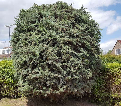 Cambridge Garden Services — Customer photo