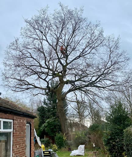 Treestyle Arboriculture, Tree Surgeon Manchester — Customer photo
