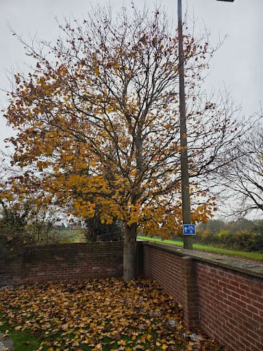 JLH Tree & Hedge Services — Customer photo