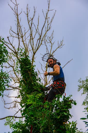 Root & Branch Tree and Garden Services — Customer photo