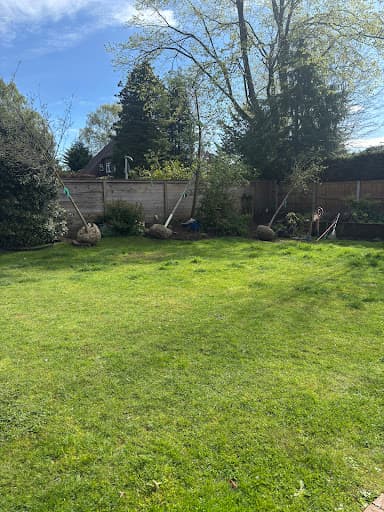 Scott Davies Tree Surgery — Customer photo