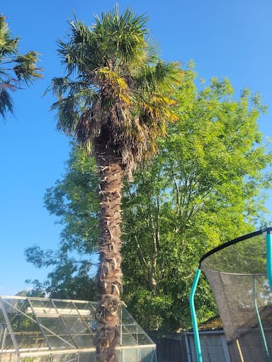 White Knight Tree Care & Consultancy — Customer photo