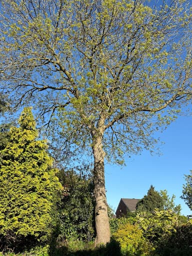 The Tree Felling Group — Customer photo