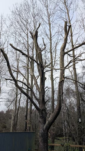 BRW Tree Surgeons — Customer photo