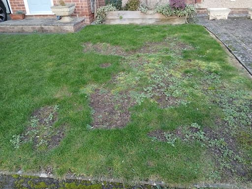 The Lawn Man Bristol — Customer photo