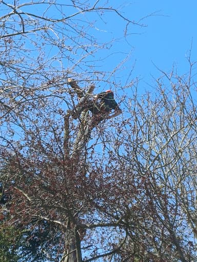 DB Tree Care — Customer photo