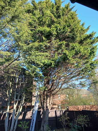 Tree Craft — Customer photo