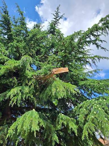 Wilby Tree Surgeons Ltd — Customer photo