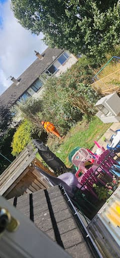 Stara Tree Contractors — Customer photo