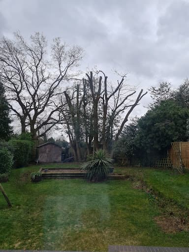 Elms Tree Services — Customer photo