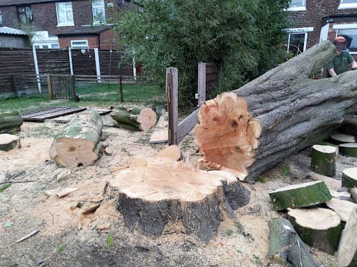 DIDSBURY TREE & STUMP REMOVALS/DIDSBURY TREE SURGEON — Customer photo