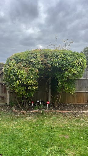 New Leaf Tree And Garden Services — Customer photo