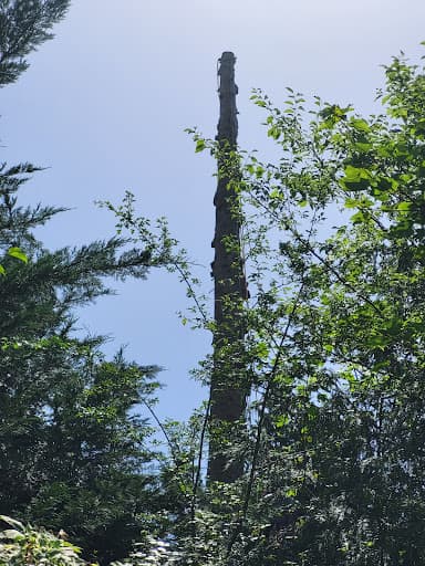 White Knight Tree Care & Consultancy — Customer photo