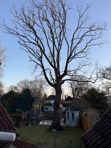 White Knight Tree Care & Consultancy — Customer photo