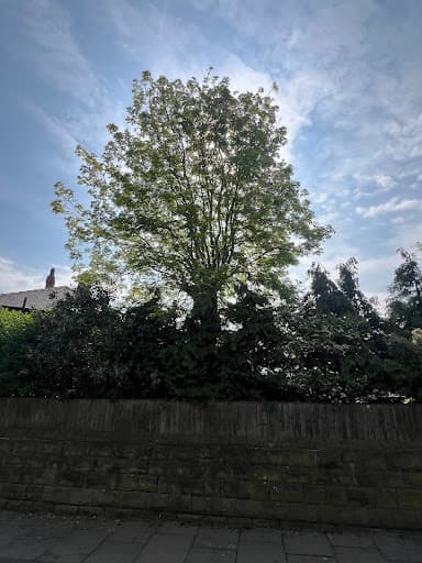 Lime Tree Surgeons — Customer photo