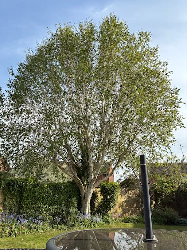 Willow Tree Services Lincs Ltd — Customer photo