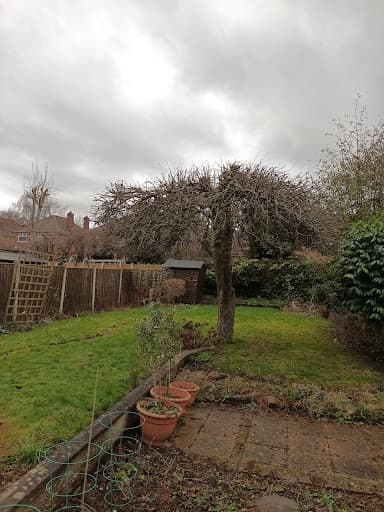Acorn Tree Services (Nottingham) Ltd — Customer photo