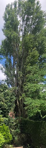 Treestyle Arboriculture, Tree Surgeon Manchester — Customer photo